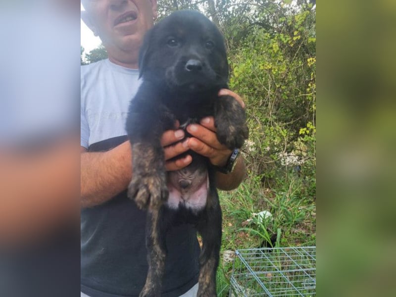 Notfellchen SHADOW❤️in 69198 Schriesheim, dringend Not-PS oder Für-Immer-Zuhause gesucht