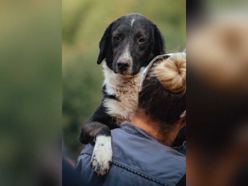 GROF❤️so lieber, anhänglicher Hundejunge