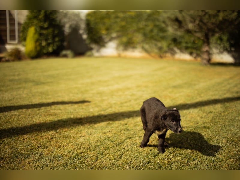 Taya ❤️ frohes, neugieriges Welpenmädl