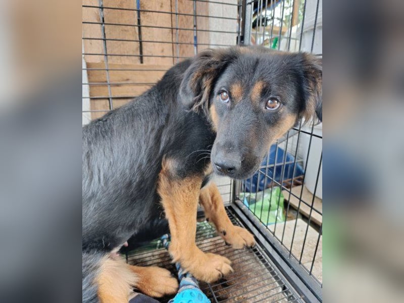 Kleine, schüchterne Vaiana = sucht Liebe und Treue