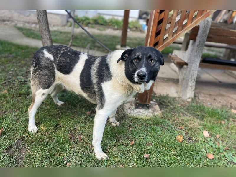 Buddy ❤️ dein treuer, so lieber Fellkumpel!