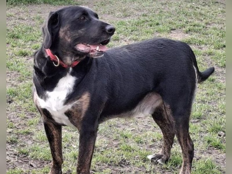 Leo ❤️ wartet in 84524 Neuötting auf dich