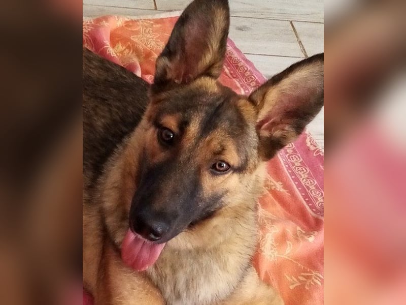 Bebo ❤️ liebevoller, freundlicher und katzenverträgl. Rüde