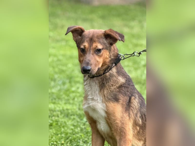 HUGO❤️wer zeigt diesem liebenswerten Charmeur, wie sich Zuhause anfühlt?