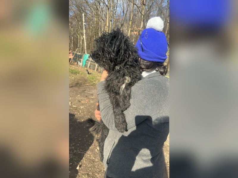 Milla, schwarzer Wuschel sucht Körbchen