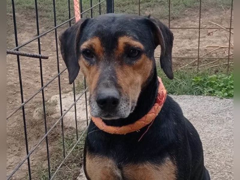 Jasco ❤️ neugierig, lebhaft & verspielt