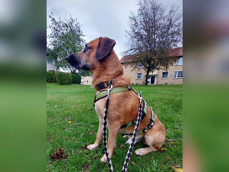 Besuche Taro in 24885 Sieverstedt ❤