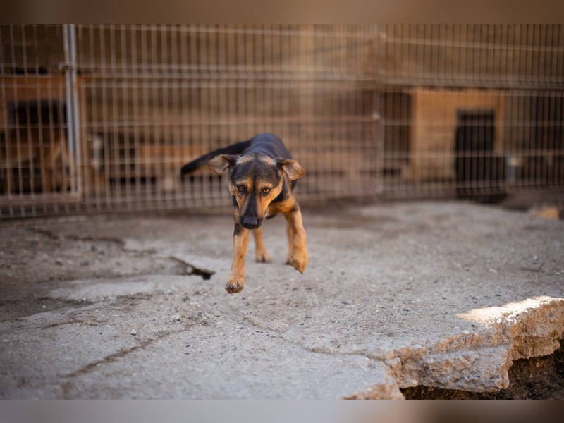 Wundervolle Aylini sucht ein Zuhause