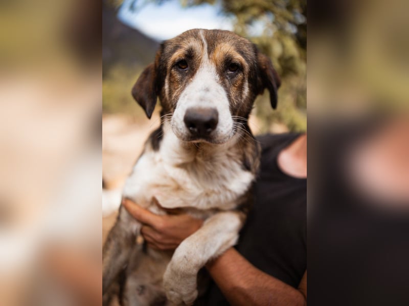 Prachtbursche ♥ Pero ♥ toller Familienhund; lieb, sozial, klug, auch verkuschelt