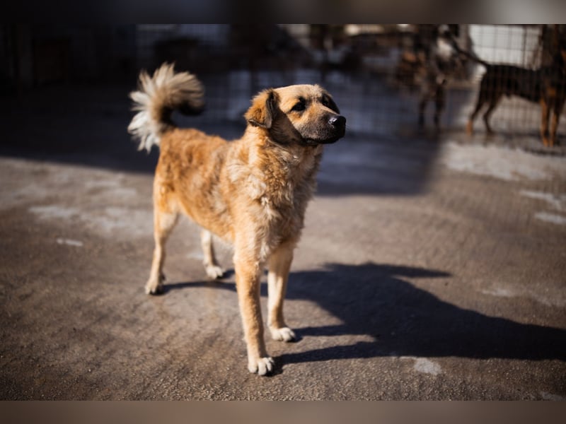 Ben ❤️ schmusiger, schüchterner Hundebub