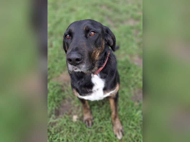 Leo ❤️ wartet in 84524 Neuötting auf dich