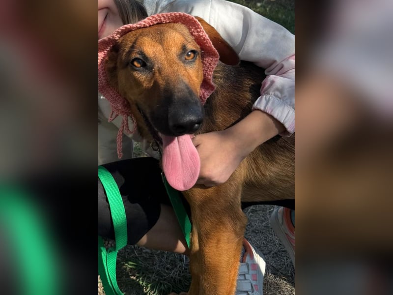 Dragana ❤️ Schmusemaus sucht Zuhause