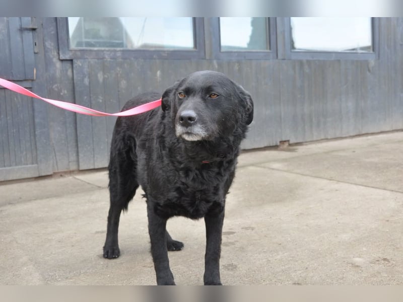 BRACO❤️wundervoller Rüde mit einem besonders sanften und liebenswerten Wesen