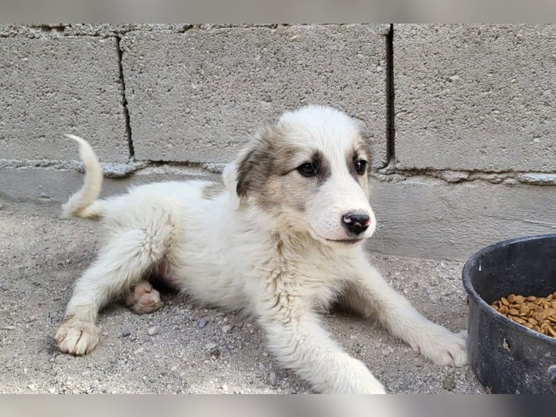 Schatz ♥ Sinan ♥ toller Welpenbub sucht PS bis Ende Juli ♥