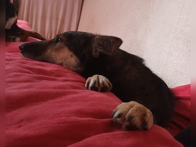 Fibi - eine sanfte Fellnase mit Charakter