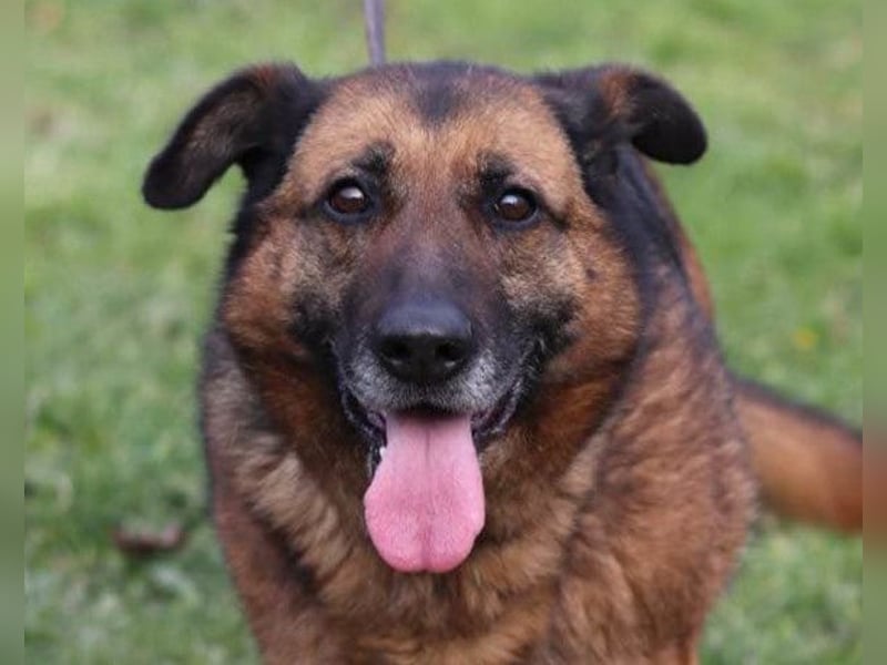 Einzelprinzessin Edna ❤️ sucht ihr Körbchen Einzelprinzessin Edna ❤️ sucht ihr Körbchen