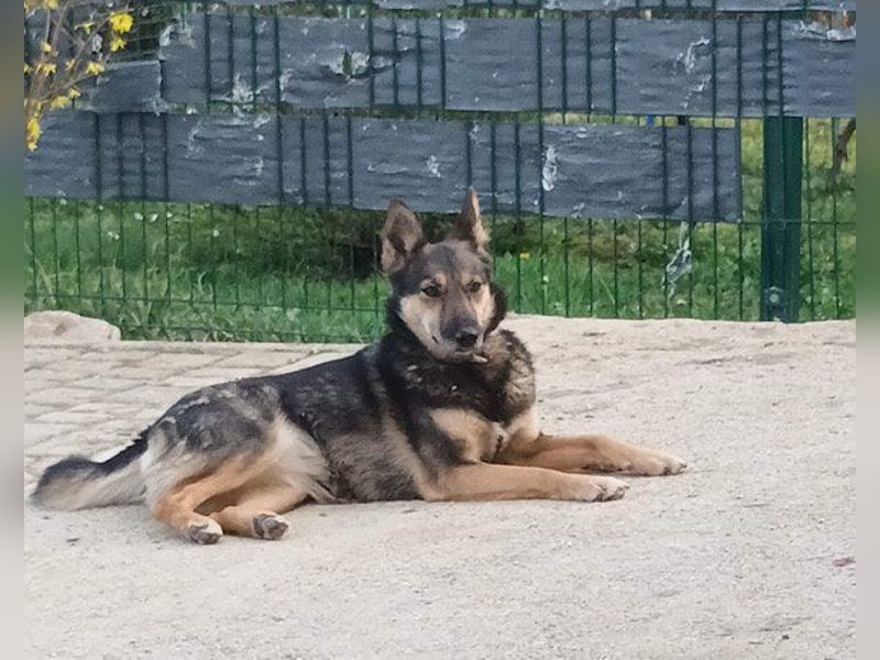 Fibi ❤️ sanfte Fellnase mit Charakter!