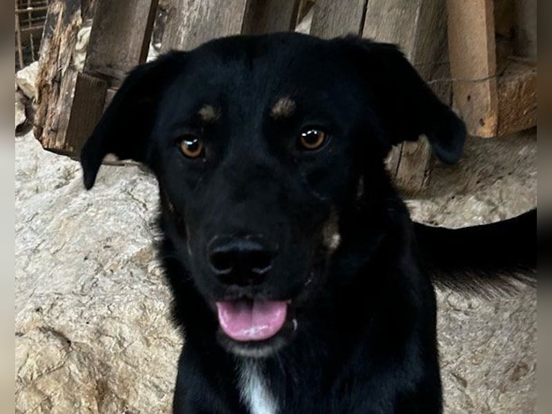 Percy ❤️ aufgeschlossener & verkuschelter Hundeschatz!