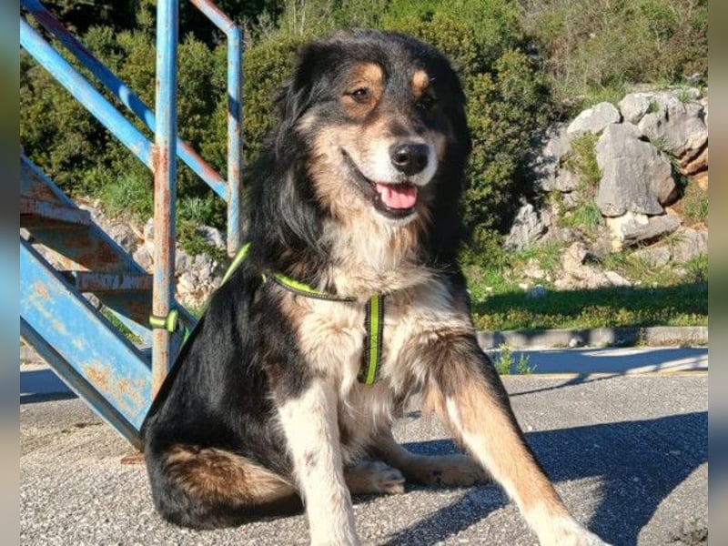 Max ❤️ rundum lieber Familienhund!