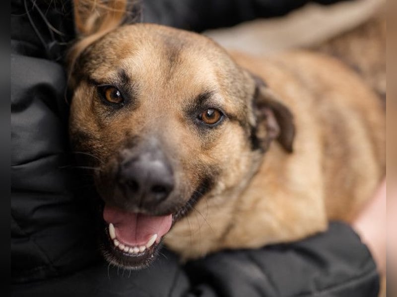 Good-Boy LINO❤️zutraulich, sozial & aufgeschlossen