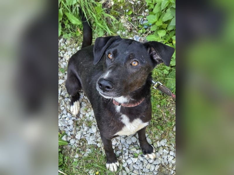 Amber ❤️ sanfte + verträgliche Seele!