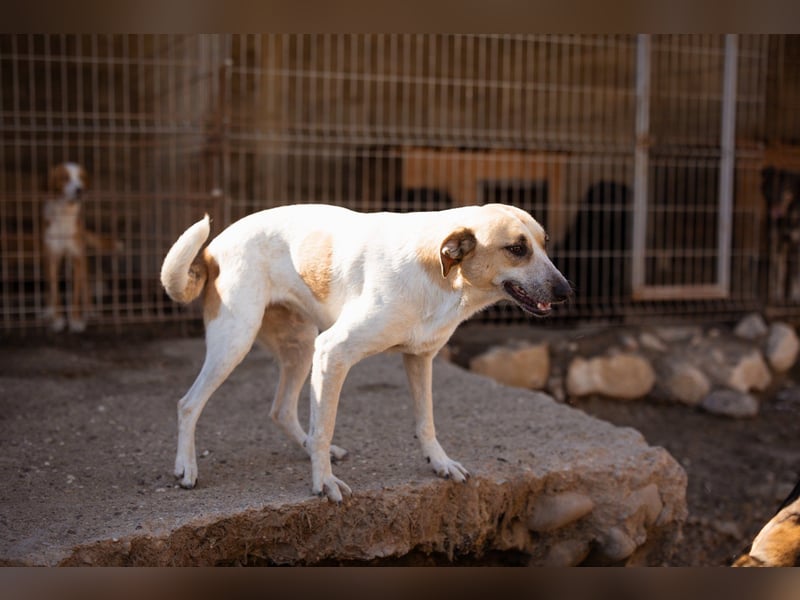 Liebe Nala möchte bei dir einziehen ❤