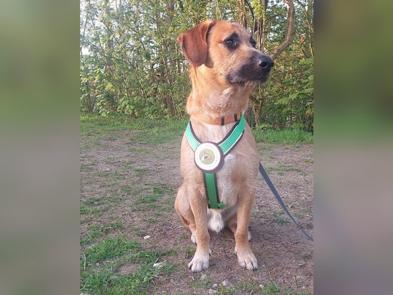 Toller Rüde ♥ Taro ♥ wartet bereits in 24885 Sieverstedt
