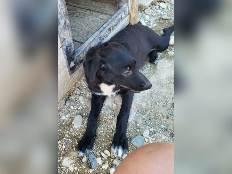 Herziges Welpenmädl Ava ❤️ so lieb, neugierig & verspielt!