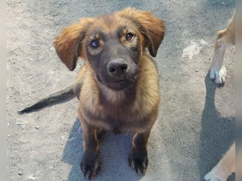 Bub ♥Bertie♥ lieber, fröhlicher Jungrüde