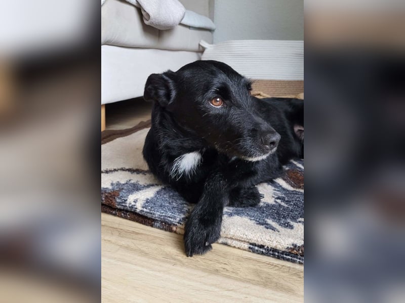 LEMMY❤️in 21075 Hamburg: ein harmonischer, treuer Begleiter sucht sein Happy End