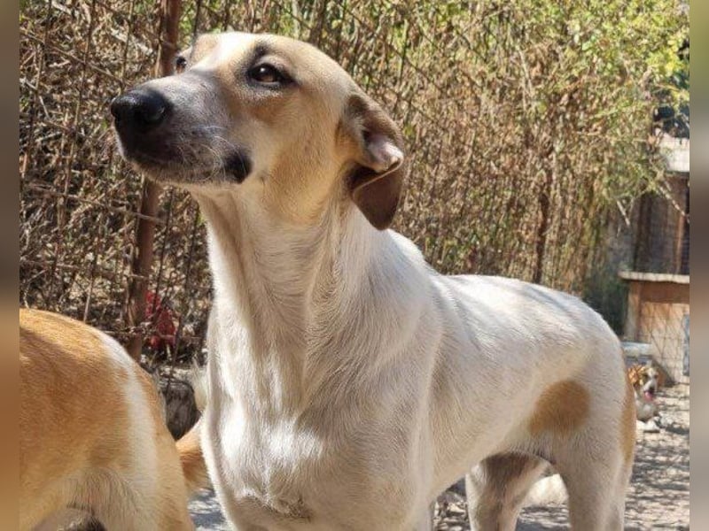 Liebe Nala möchte bei dir einziehen