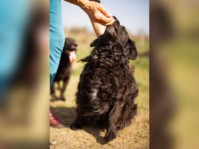 Norman - ein rundum toller Rüde