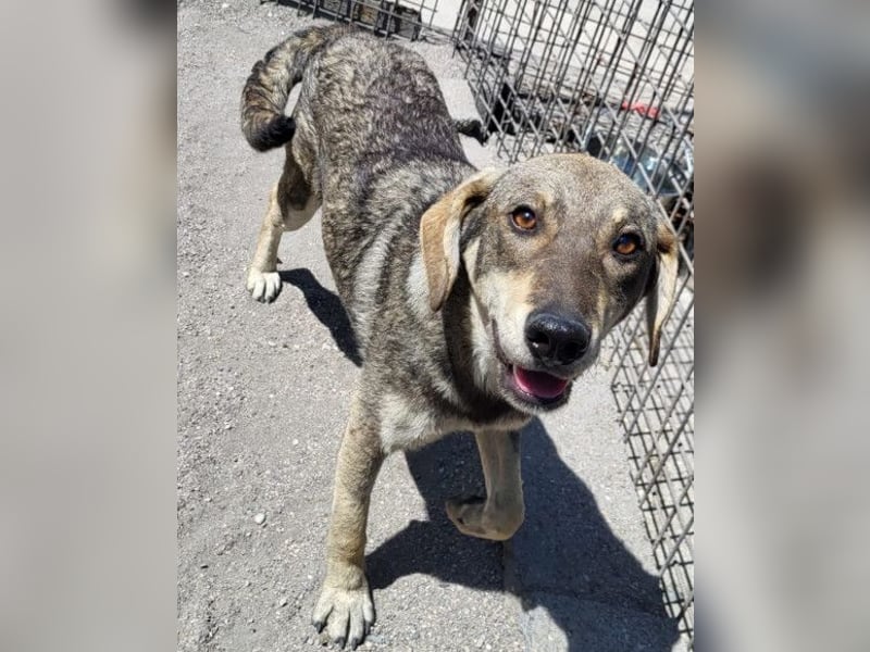 Lebensfrohe ♥ Pika ♥ sucht ihre treuen Menschen