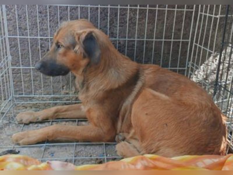 Schüchterne Crissi - braucht Liebe und Halt