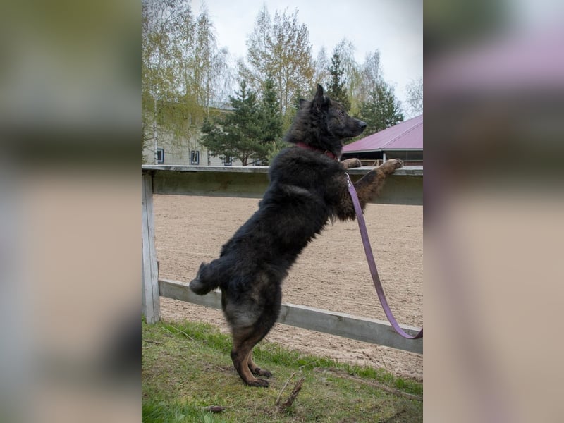 Freundlicher Baron sucht seine Familie