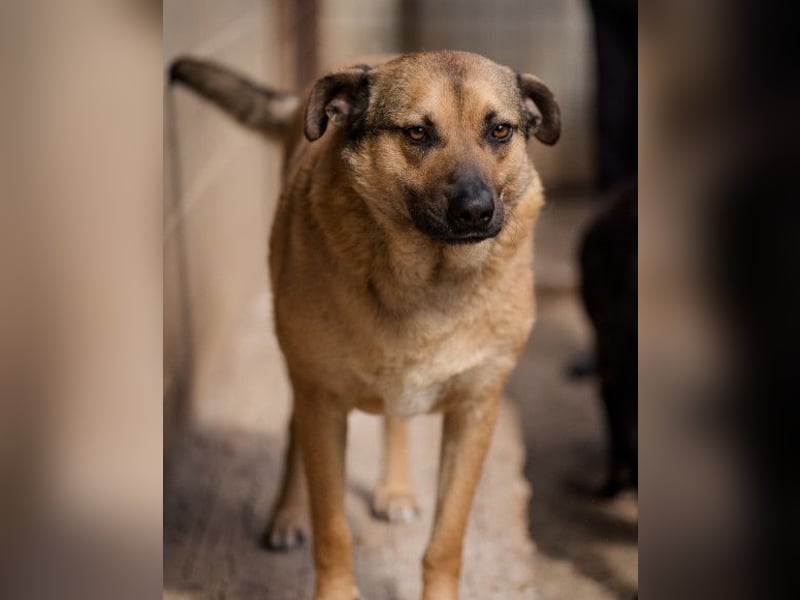 Good-Boy LINO❤️zutraulich, sozial & aufgeschlossen