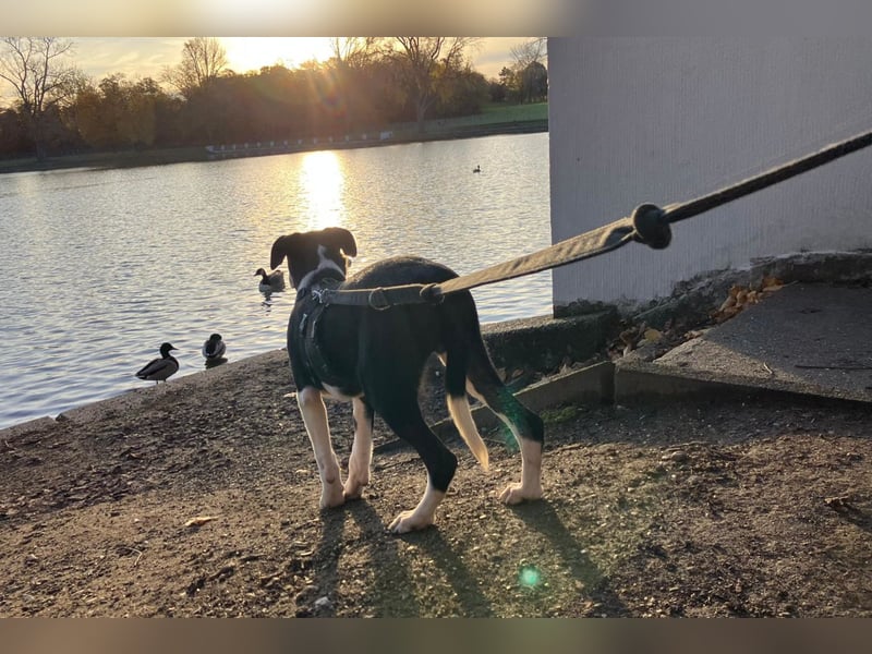 Jungspund Rocky ❤️ wartet in 50674 Köln