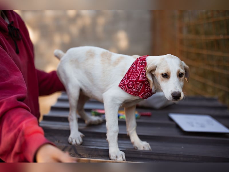Leni ❤️ zuckersüßes, junges Hundemädchen Leni ❤️ zuckersüßes, junges Hundemädchen