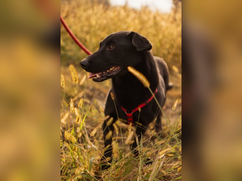 Blacky Aron ♥️ so verschmuster & verspielter Rüde