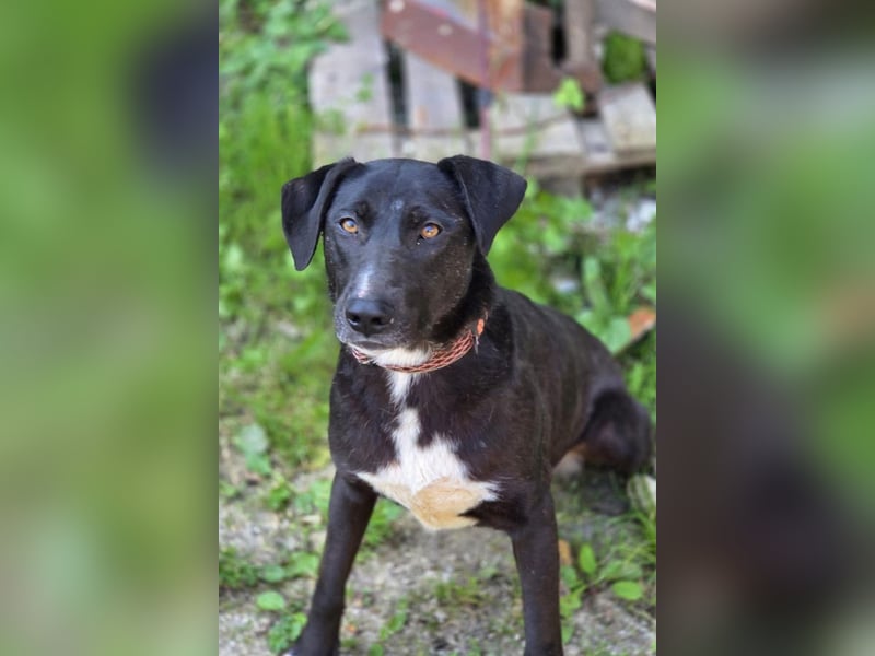 Amber ❤️ sanfte + verträgliche Seele!