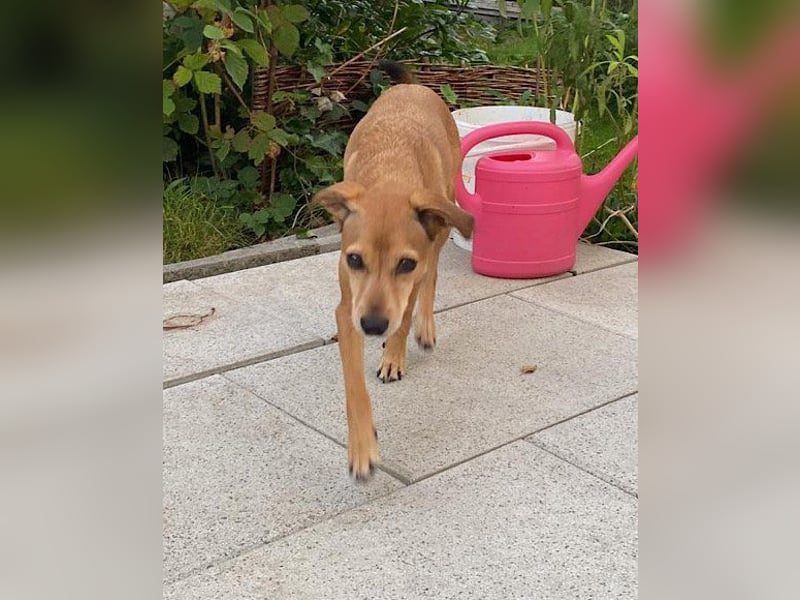 Notfellchen-Mathilda ❤ wartet in 90427 Nürnberg