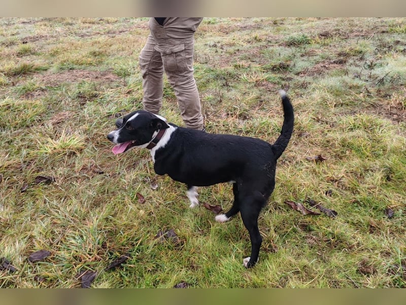 Betty ❤️ verschmuste & anhängliche Hundedame