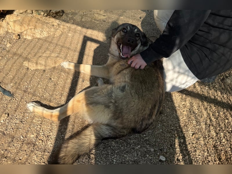 COCO❤️verspielt, sanft und voller Vertrauen: ein Herz für Groß und Klein!