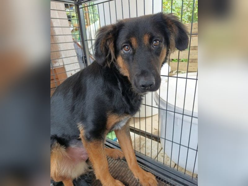 Kleine, schüchterne Vaiana = sucht Liebe und Treue