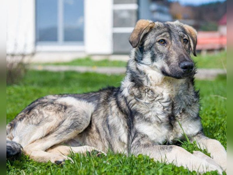 Mili-HSH-Rüde: braucht Liebe & Vertrauen