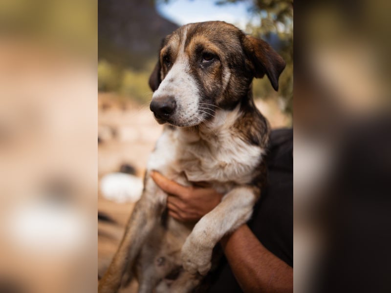 Prachtbursche Pero - ein toller Familienhund sozial, klug, lieb