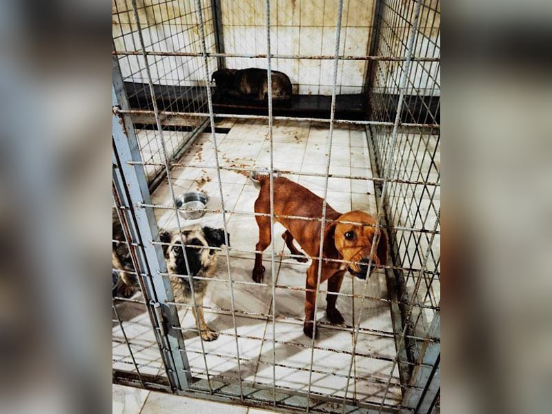 Viva - schüchtern und liebevoll