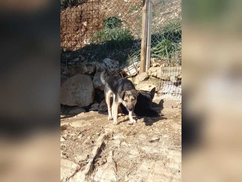 Zana ❤️ freundliche, sanfte junge Hündin