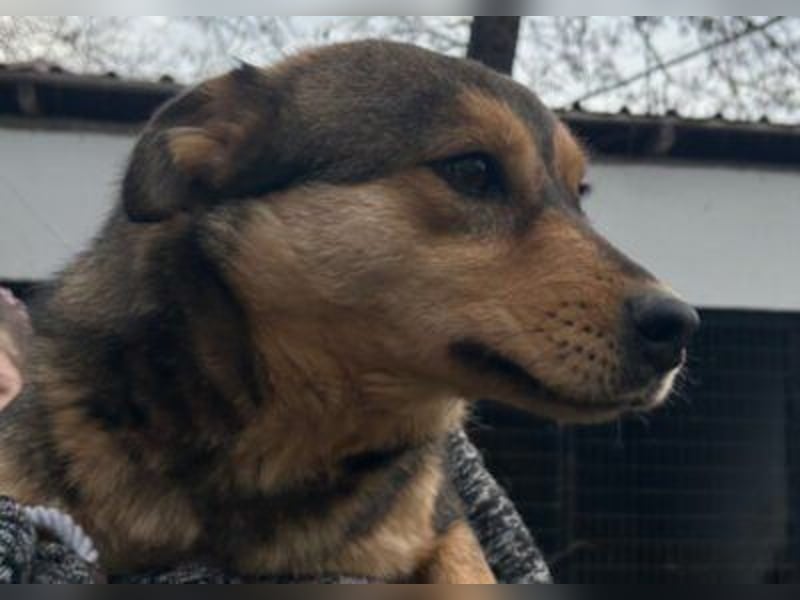 freundliche, liebevolle Mix-Hundedame Lizzy