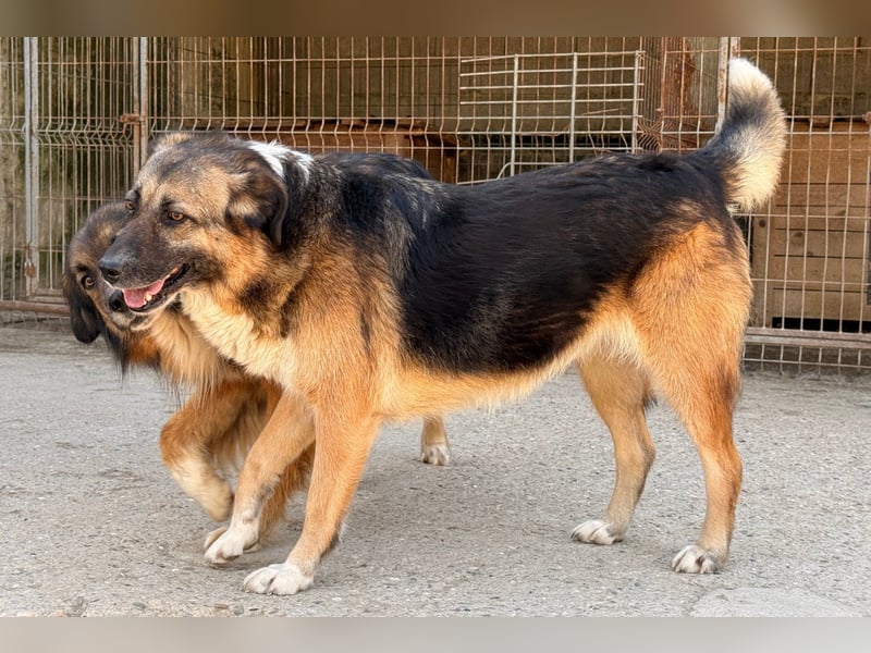 KORA❤️sanfte Seele sucht sehnsüchtig ein liebevolles Zuhause & Geborgenheit